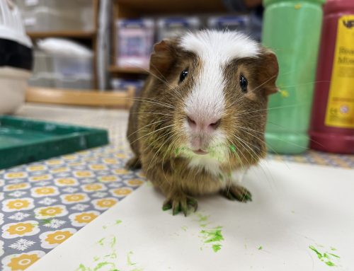 Guinea Pigs – 30/09/25
