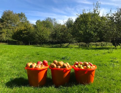Horticulture Apple Juicing – 07/10/25