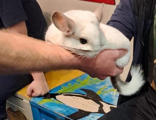 Animal Care Visit to Drusillas – 30/01/26